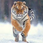 Тигрица, получившая в подарок две бочки, была в восторге (ВИДЕО)