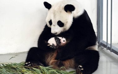 Сети насмешила панда-симулянтка (ВИДЕО)