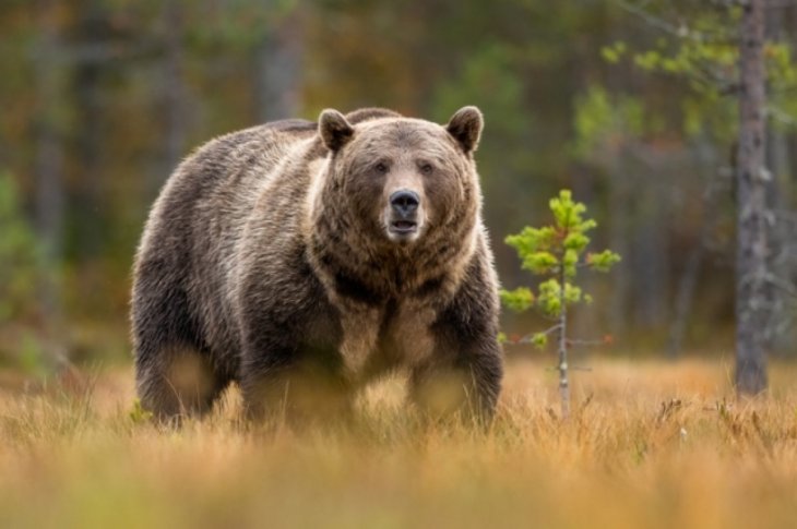Медведь посетил дом в Калифорнии, чтобы поесть мусор и поплавать в бассейне