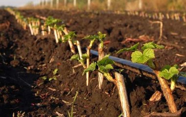 Як виростити смородину з гілочки: розмноження рослини живцями навесні