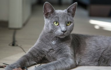 Пенсіонер заразився бубонною чумою від свого кота: як це сталося