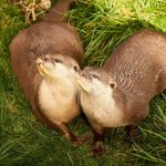 Выдра придумала забавный способ почесать спинку (ВИДЕО)