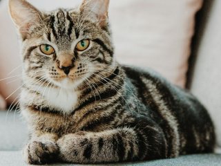 На скільки днів можна залишати кота самого вдома: відповідь ветеринара