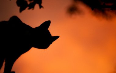 Чотири знаки зодіаку, які в жовтні прагнутимуть змін — але краще втриматися