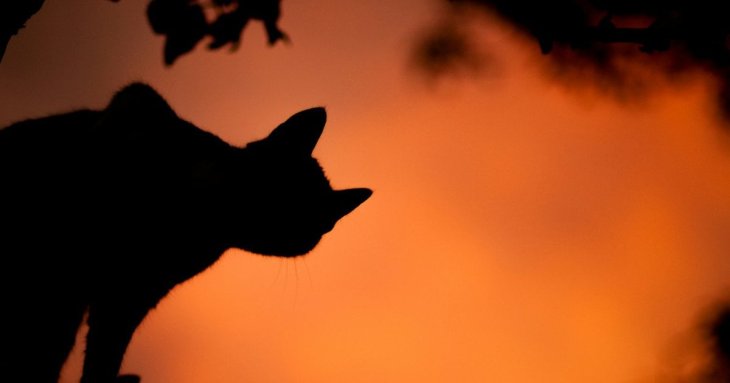Чотири знаки зодіаку, які в жовтні прагнутимуть змін — але краще втриматися