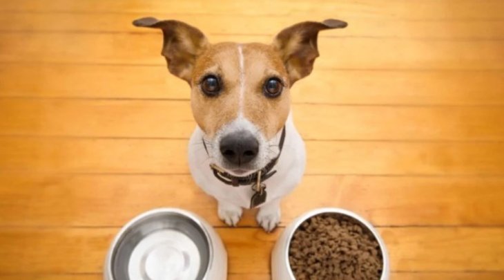 Психолог от Бога: в одном из городов Вьетнама хитрая собака придумал, как выпрашивать пищу у людей