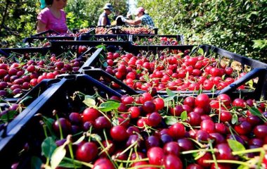 Вишня виявилася корисною у боротьбі з діабетом та хворобами серця