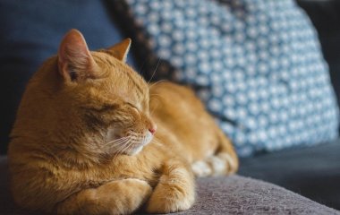 Коти можуть передбачувати майбутнє: ветеринари пояснили дивні здібності тварин