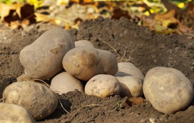 Як збільшити урожай картоплі вдвічі: агрономи рекомендують вмочити бульбу в розчин — і потім до лунки