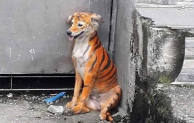 Фермер перетворив собаку на «тигра», щоб відлякувати шкідників (ФОТО)