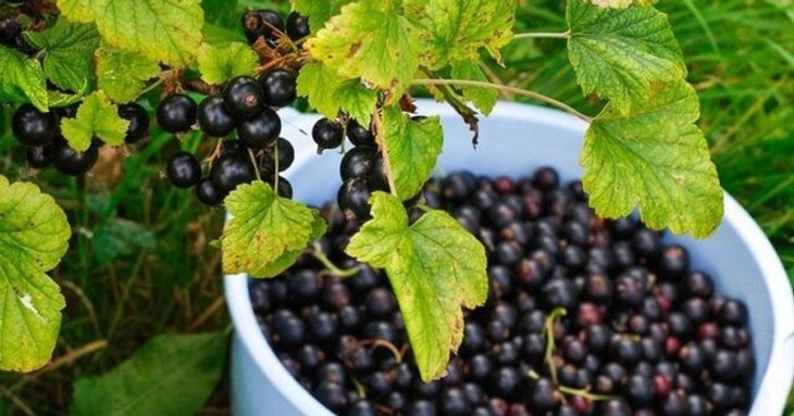 Чим підживити смородину у березні, щоб отримати рясний врожай