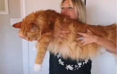 Гигантского кота часто принимают за собаку (ВИДЕО)