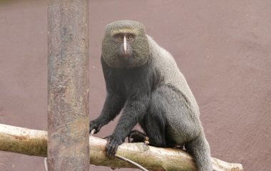 Смешная обезьяна «усыновила» бродячего щенка (ФОТО)