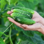 Почему нужно есть огурцы: 8 подтвержденных полезных свойств