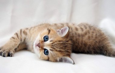 Котенок ударил лапой гигантского пса, реакция собаки рассмешит кого-либо