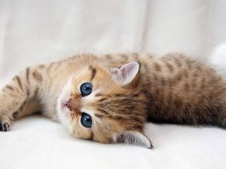 Котенок ударил лапой гигантского пса, реакция собаки рассмешит кого-либо