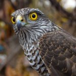 Ястреб сбросил змею на жительницу Техаса