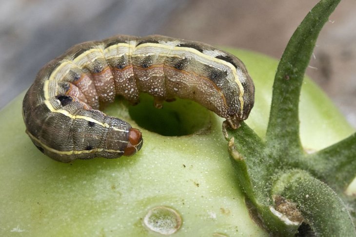 «Танцующая» гусенница покорила YouTube (ВИДЕО)