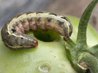 «Танцующая» гусенница покорила YouTube (ВИДЕО)