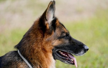 Віддані до кінця життя: 5 порід собак, що особливо прив’язуються до людей