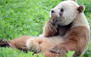 Сети повеселила спящая панда, балансирующая на бревне (ВИДЕО)