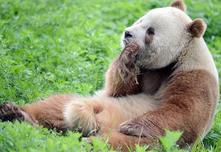 Сети повеселила спящая панда, балансирующая на бревне (ВИДЕО)