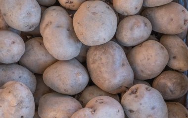 Не проґавте ці дні: місячний календар підкаже найкращий час для висаджування картоплі навесні 2026 року