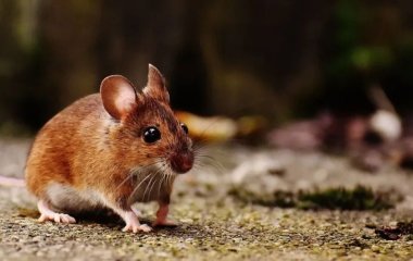 Як позбутися мишей у квартирі, будинку: допоможе засіб, який є у кожної господині