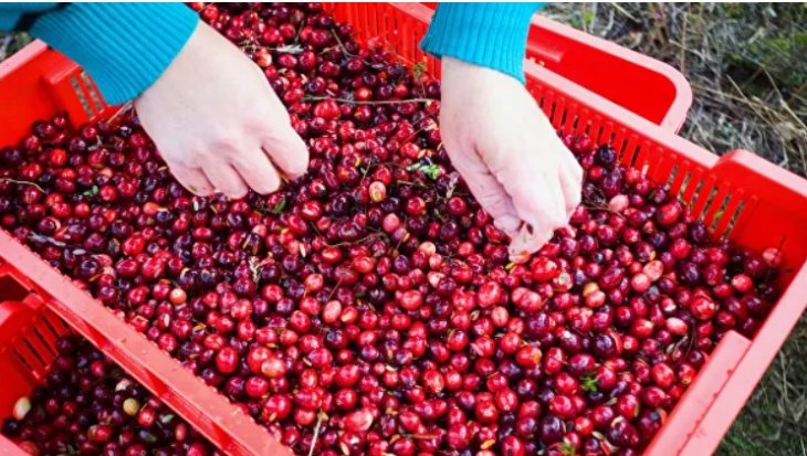 Лікар розповів, кому не можна їсти журавлину
