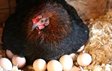 Названа одна з важливих причин, чому кури не несуться: цього може бути забагато  
