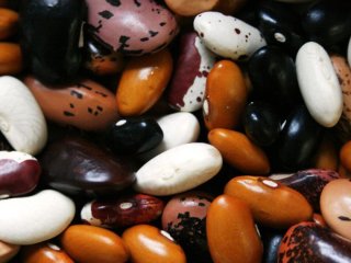 Коли садити квасолю 2026 року у відкритий ґрунт — вдалі дати