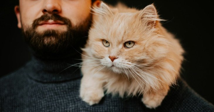 Ви здивуєтеся, як довго кішки пам’ятають своїх господарів — думка експертів