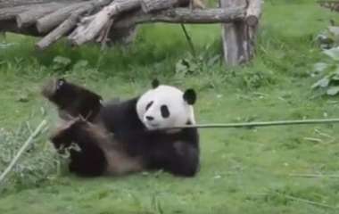 Панда показала несколько «боевых» трюков и рассмешила Сеть (ВИДЕО)