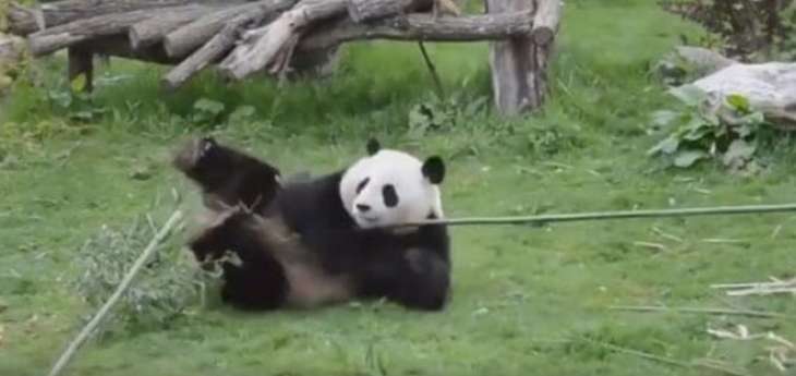 Панда показала несколько «боевых» трюков и рассмешила Сеть (ВИДЕО)