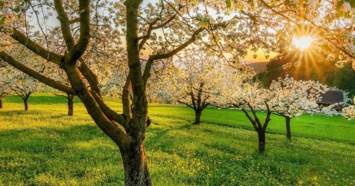 8 фруктових дерев, які природно відлякують шкідників і дають щедрий урожай