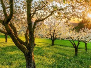 8 фруктових дерев, які природно відлякують шкідників і дають щедрий урожай