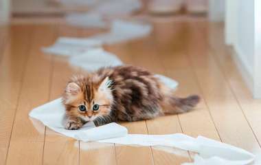 Как избавиться от запаха от кошачьей мочи в доме: действенные методы
