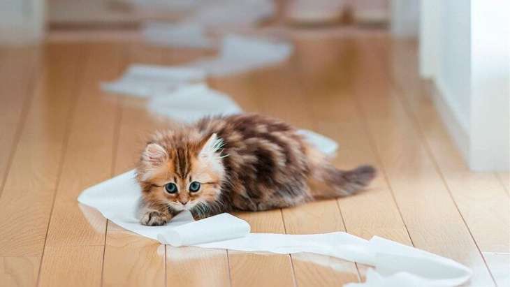 Как избавиться от запаха от кошачьей мочи в доме: действенные методы