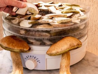 Які гриби можна сушити на зиму, а які не варто, як це правильно робити