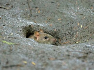 Нори в саду та городі: як визначити, яка тварина риє землю на вашій ділянці