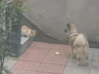 Сторожевой пес поделился с бездомным котом едой и покорил Сеть (ФОТО)