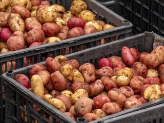Це здивує навіть досвідчених господинь: десять маловідомих фактів про звичайну картоплю
