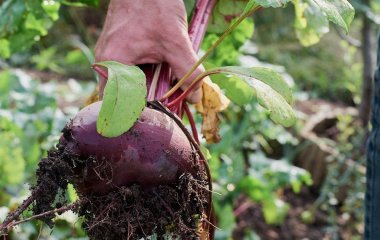 Хочете отримати солодкий буряк — розведіть 2 ложки цього продукту у воді: секретний настій досвідчених городників