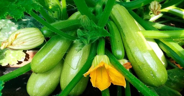 Кабачки можуть залишитися без урожаю: городників попередили про небезпечне сусідство