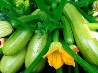 Кабачки можуть залишитися без урожаю: городників попередили про небезпечне сусідство