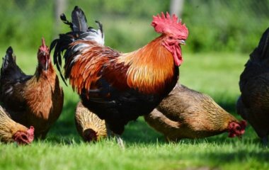 Для чого потрібний півень в курнику: яка від нього користь