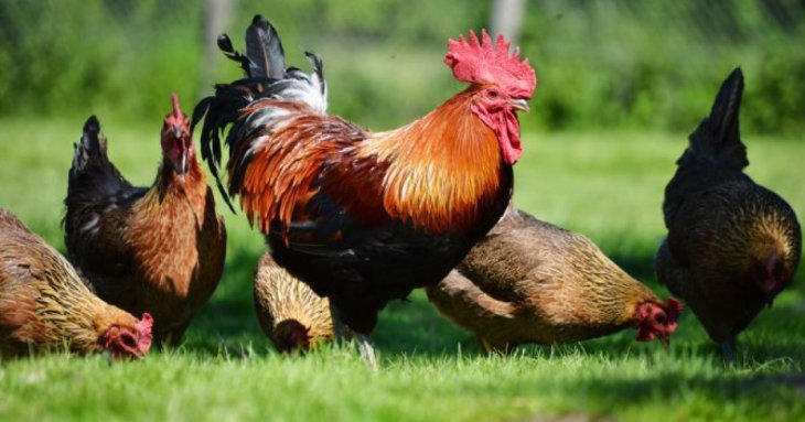 Для чого потрібний півень в курнику: яка від нього користь