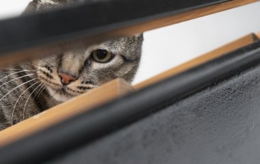 Кіт увімкнув вночі духовку і ледь не спалив будинок – фото
