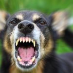 Сети насмешила собака, которая обожает пылесос (ВИДЕО)