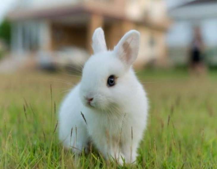 Подросток купил остров для своих кроликов, в Сети хохочут (ФОТО)